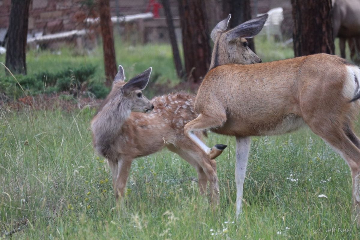 A doe stands in green grass beside tree trunks while a spotted fawn nuzzles at her leg, both in soft light.