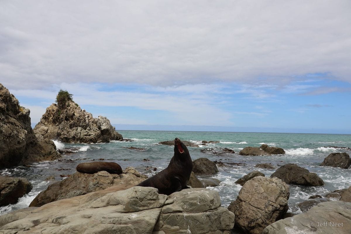 A seal rests on a grey rock with its mouth open, surf and more rocks around it under a cloudy blue sky.