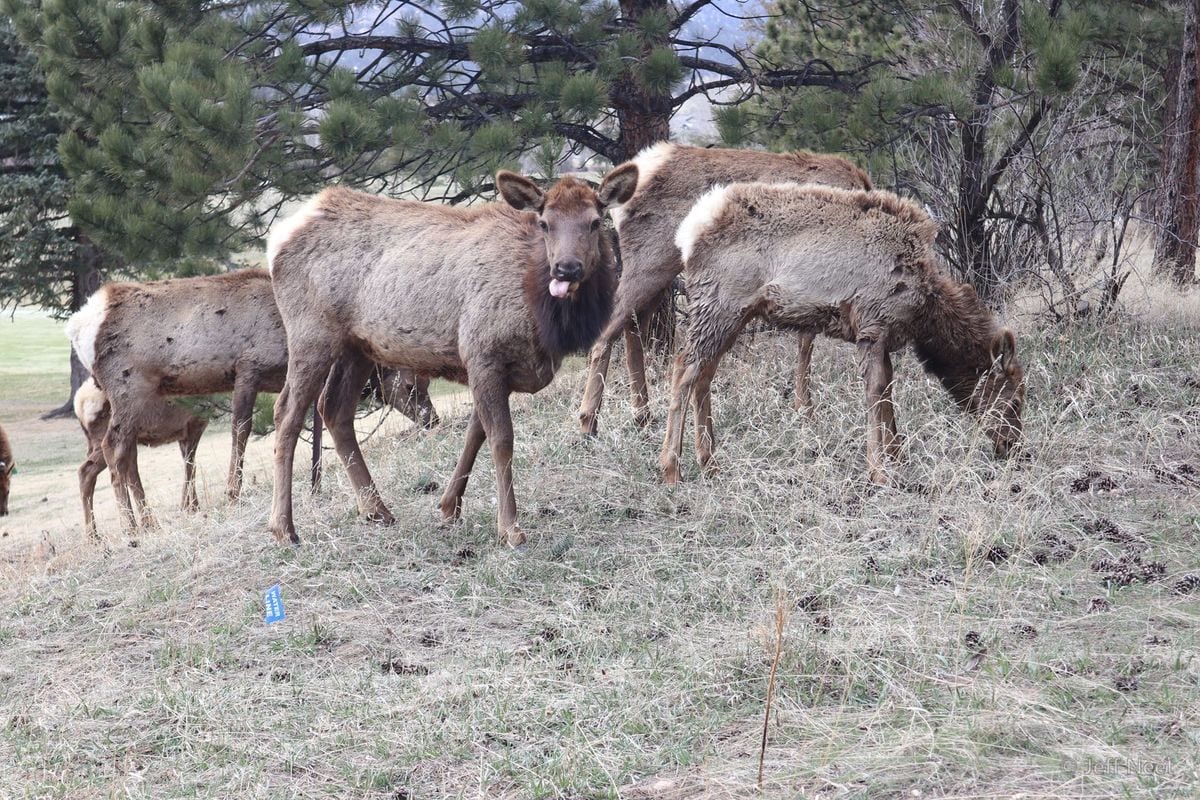 Several brown hoofed animals stand near pine trees on dry grass, one lowering its head to graze in soft daylight.