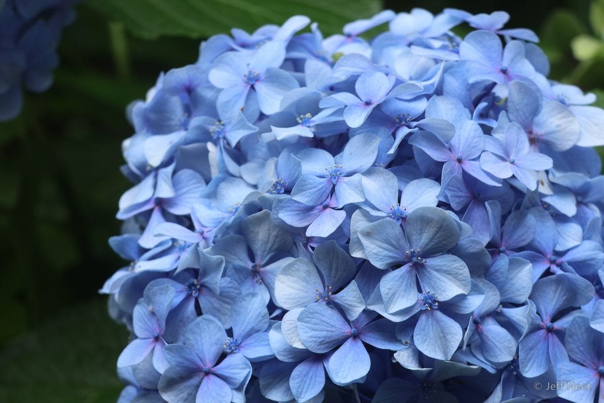Dense round cluster of blue flower heads against dark green leaves in soft light.