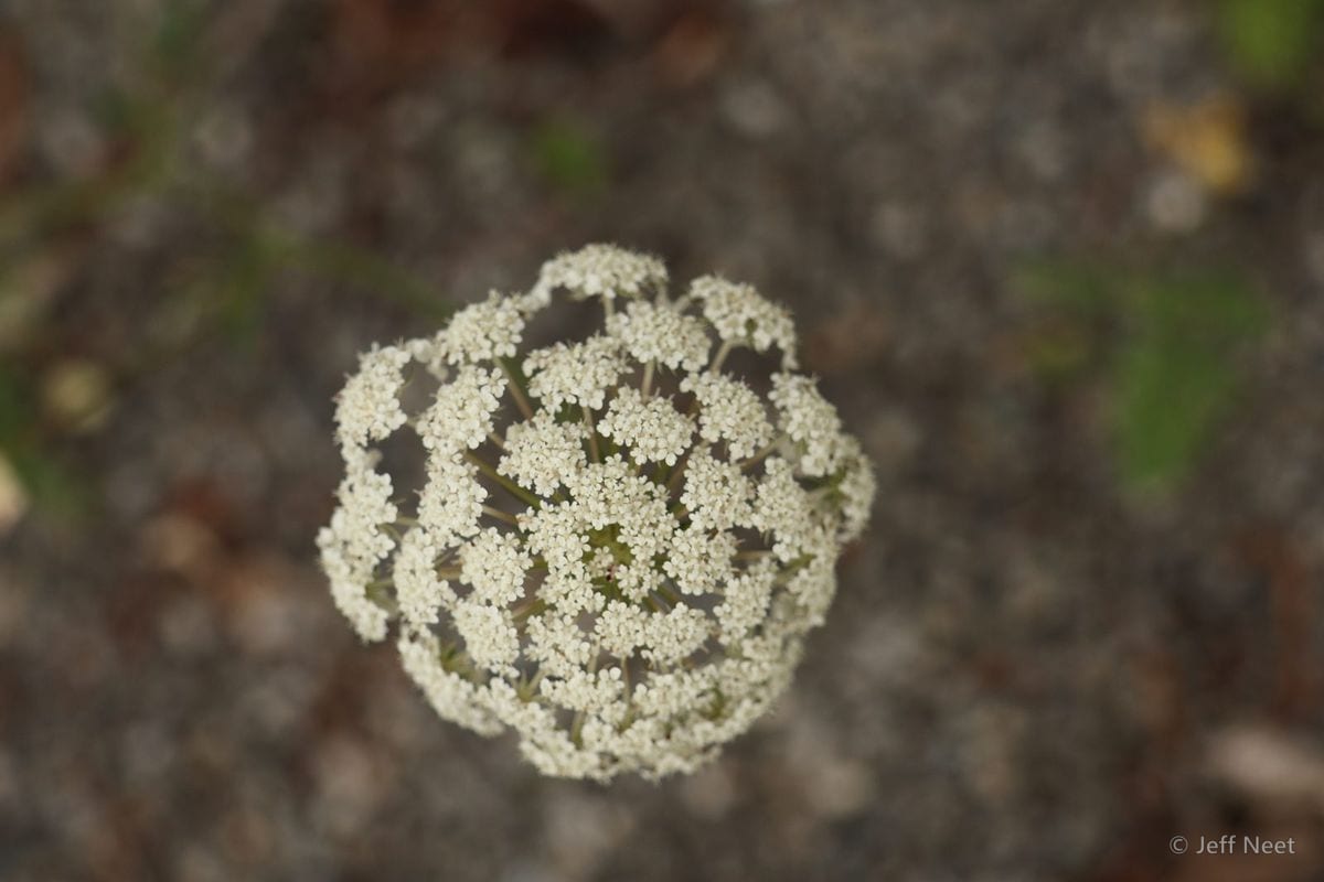 Dome-shaped cluster of tiny white flowers seen from above on grey gravel.