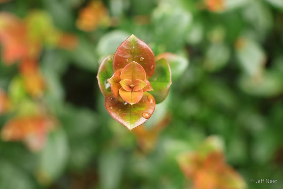 Young orange-red leaves on a small shoot, beaded with water droplets, against blurred green foliage.