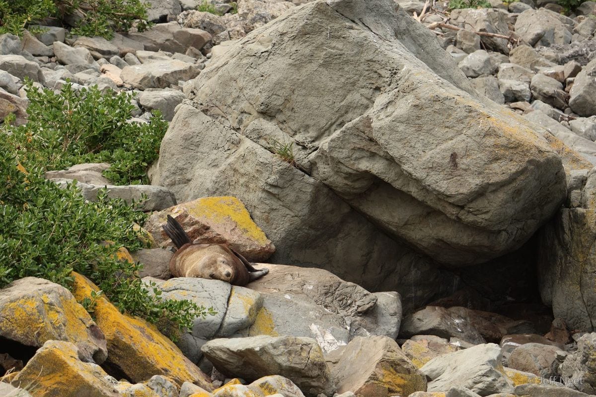 A seal lies partly hidden in a gap between grey boulders, with lichen-spotted orange rocks around it.