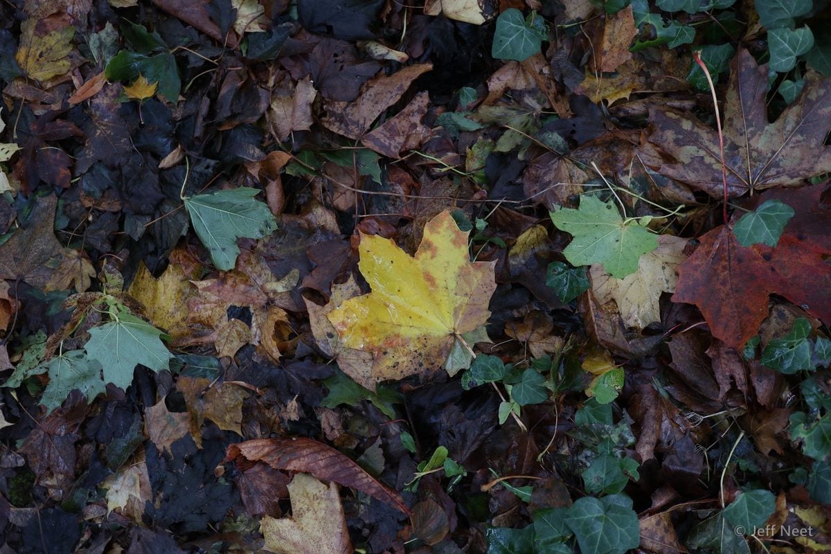 Yellow and red fallen leaves and green leaves lie on dark, damp leaf litter.