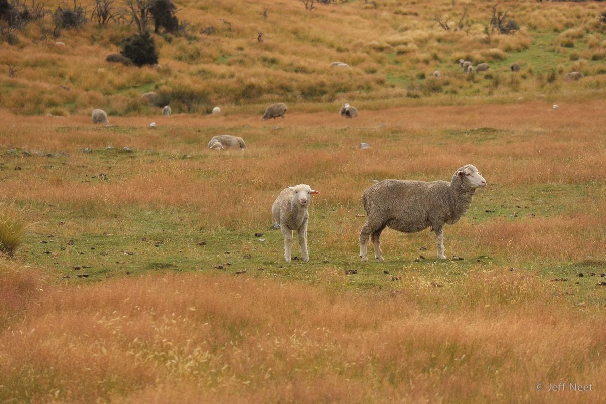 A pale lamb and a grey-fleeced sheep stand in golden tussock grass on a sloping pasture.