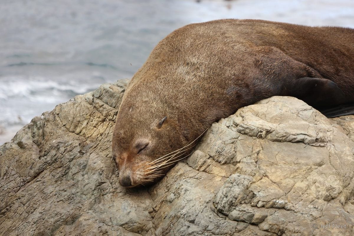 A brown seal lies with its head resting on a pale rock, eyes closed, against a blurred grey sea.