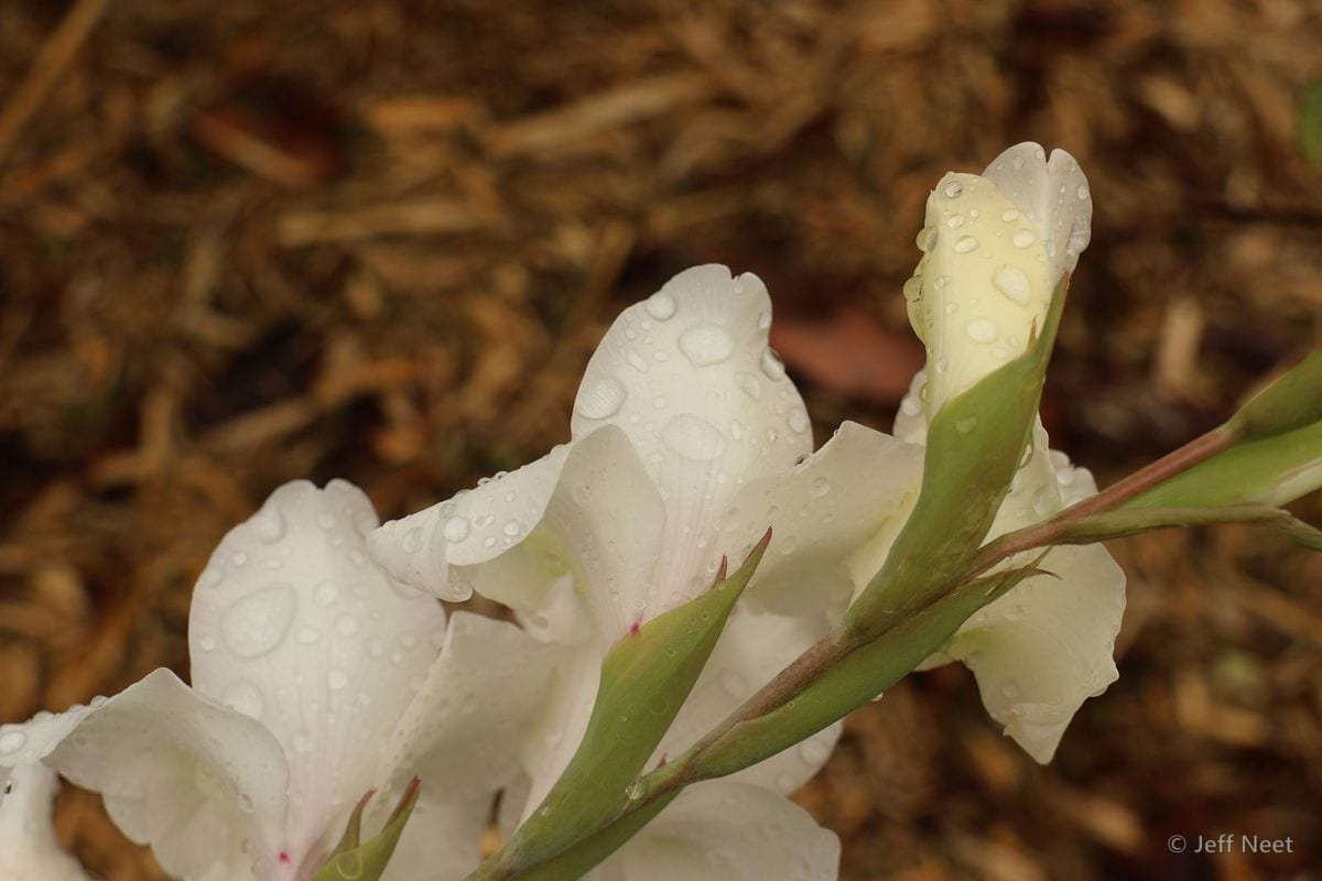 White petals beaded with raindrops and a pale green bud rise above brown mulch.
