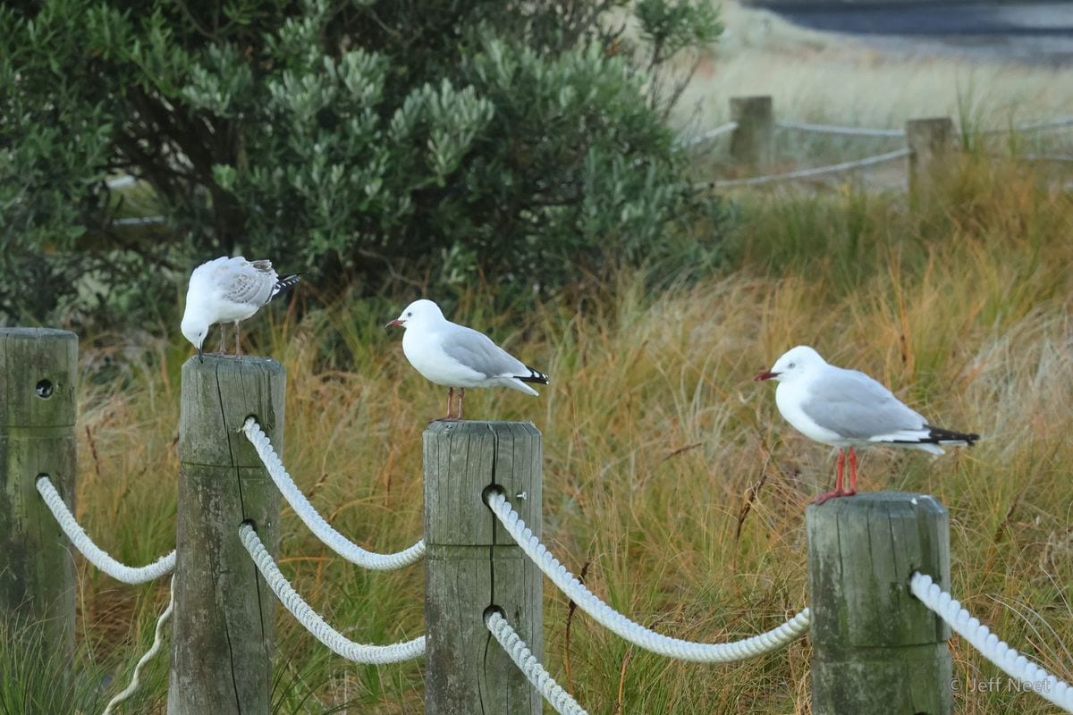 Three white gulls perch on weathered wooden posts linked by white rope, with golden grass and green shrubs behind.