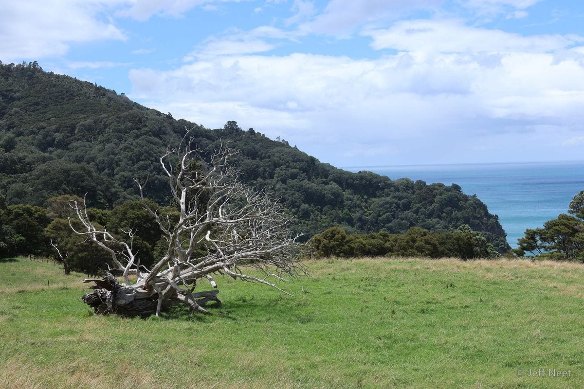 A weathered dead tree lies on green grass, its pale bare branches splayed, with dark forested hills and sea behind.