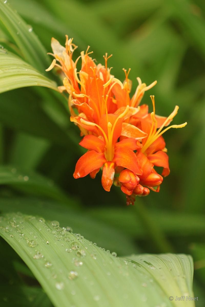 Cluster of bright orange tubular flowers with yellow stamens hangs above green leaves beaded with water.