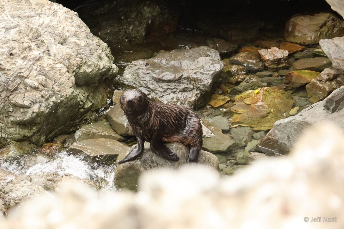 A small young seal sits on a rock beside a stream, with grey boulders and pale water around it.