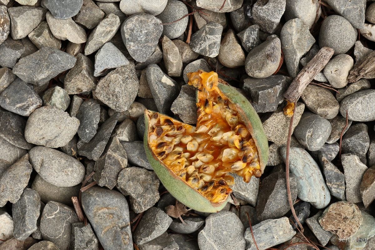 Split orange pod with pale seeds lies on grey pebbles, with a thin stick at the edge.