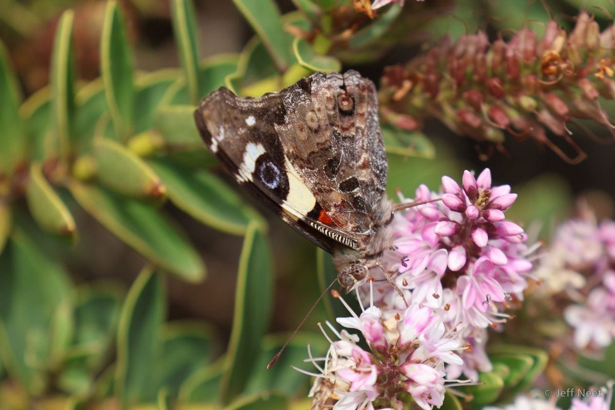 Worn brown butterfly with wings closed rests on pink flowers against blurred green foliage.