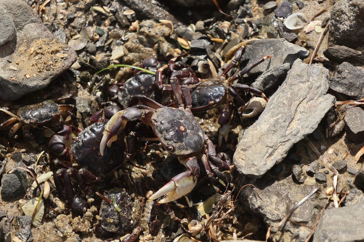 Several dark crabs with pale claws crowd among grey pebbles and dry stems in warm light.