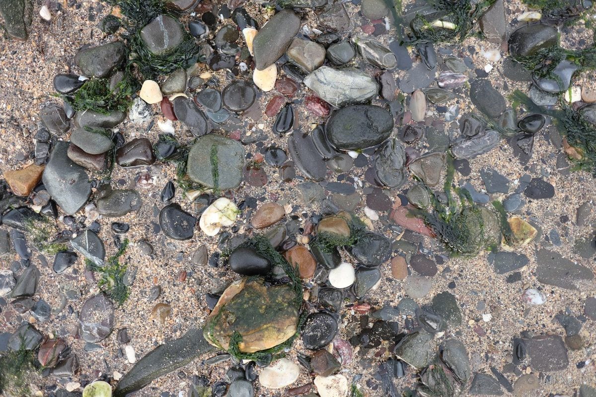 Grey and dark pebbles, shell pieces and green weed lie on pale wet sand.