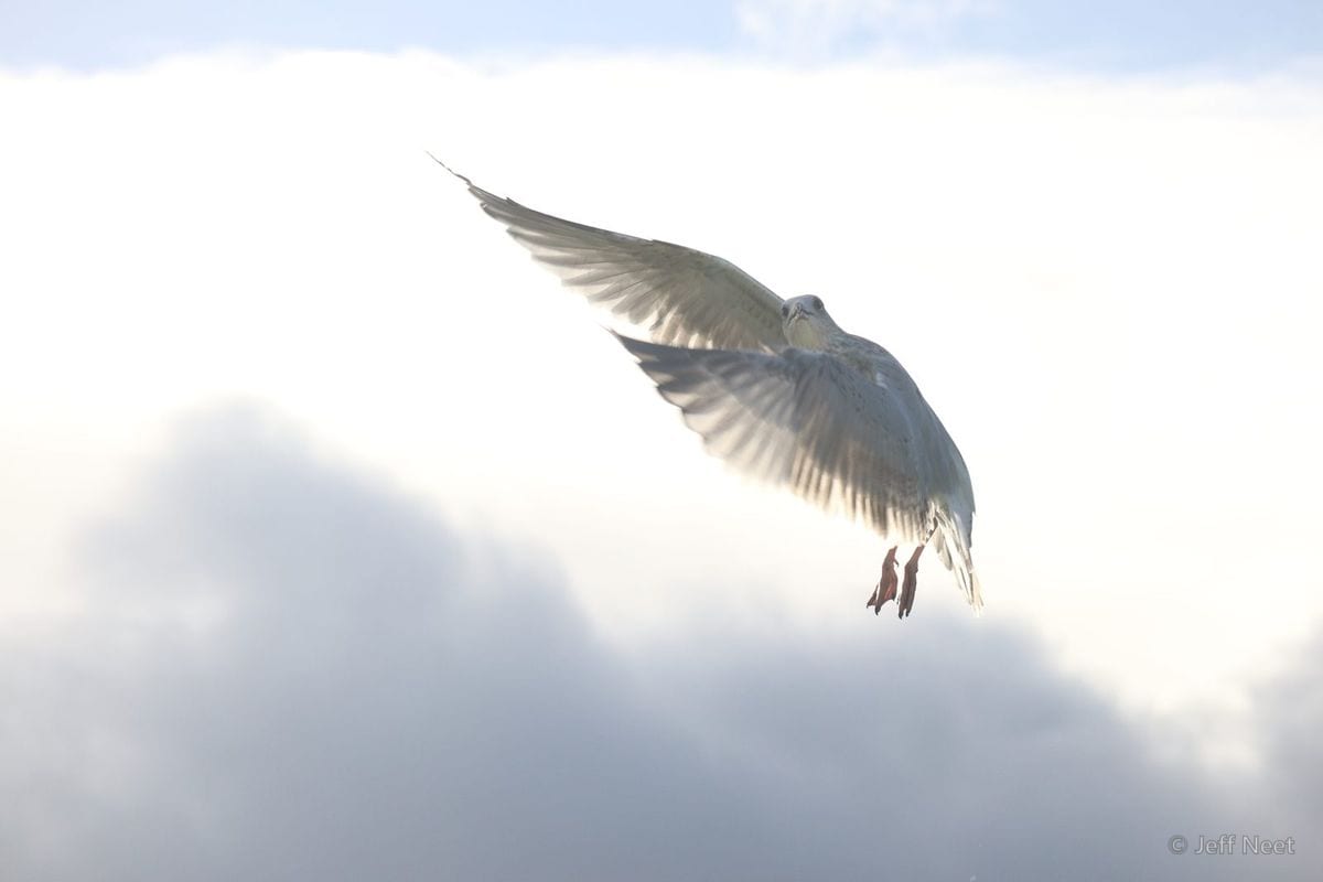 A pale white bird flies against a bright white sky above a dark cloud bank, its wings spread and legs dangling.