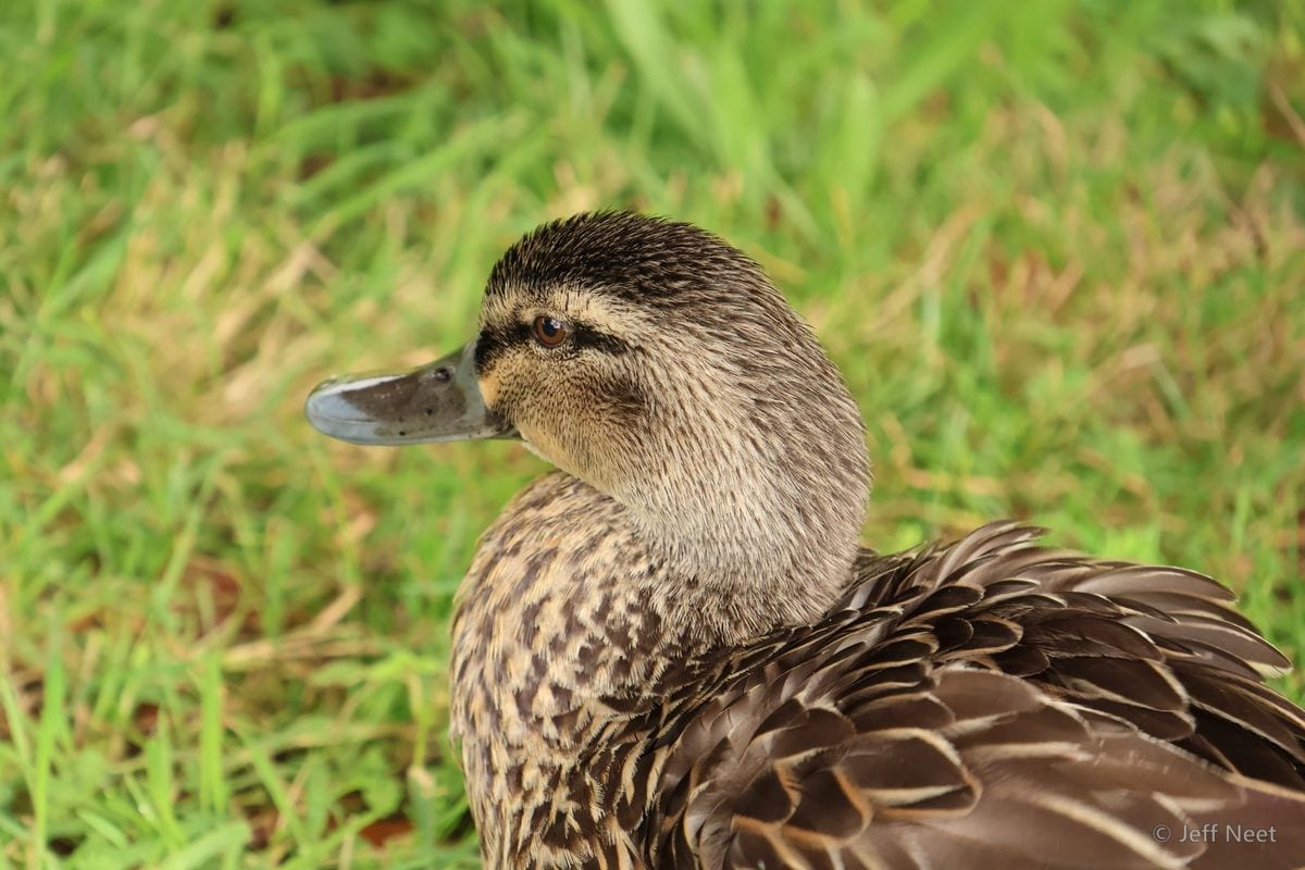 A brown mottled bird with a grey bill stands in profile on green grass, head turned to the left.