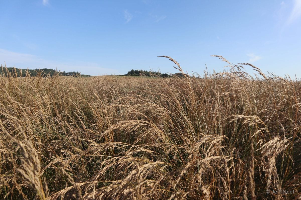 Tall golden grass seed heads lean and sway under a clear blue sky above a distant line of trees.