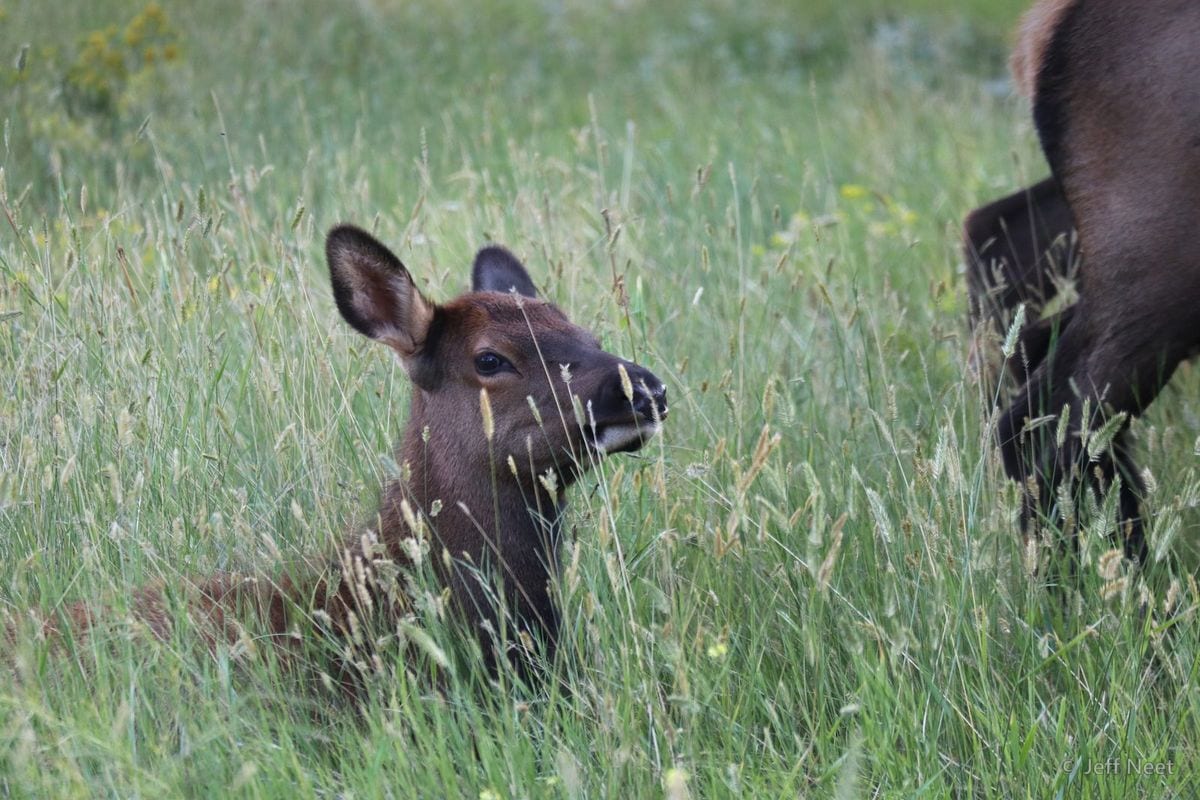 A young brown hoofed animal lies in tall green grass with seed heads, with a larger animal's flank at the right edge.