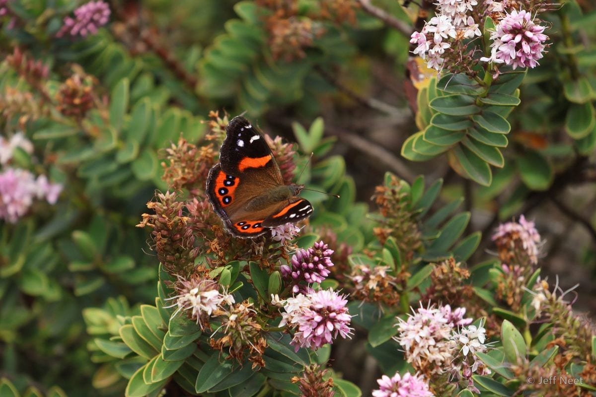 Butterfly with black wings and orange bands rests on pink flower sprigs among green foliage.