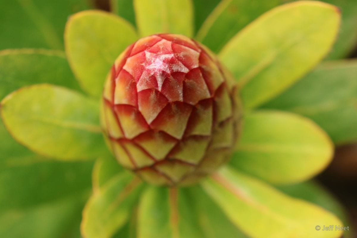Looking down on a red and green protea bud, its pointed scales ringed by pale green leaves.