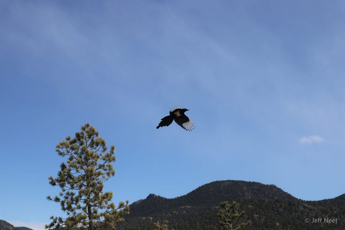 A dark bird with white wing patches flies across a clear blue sky above a pine tree and dark forested hills.