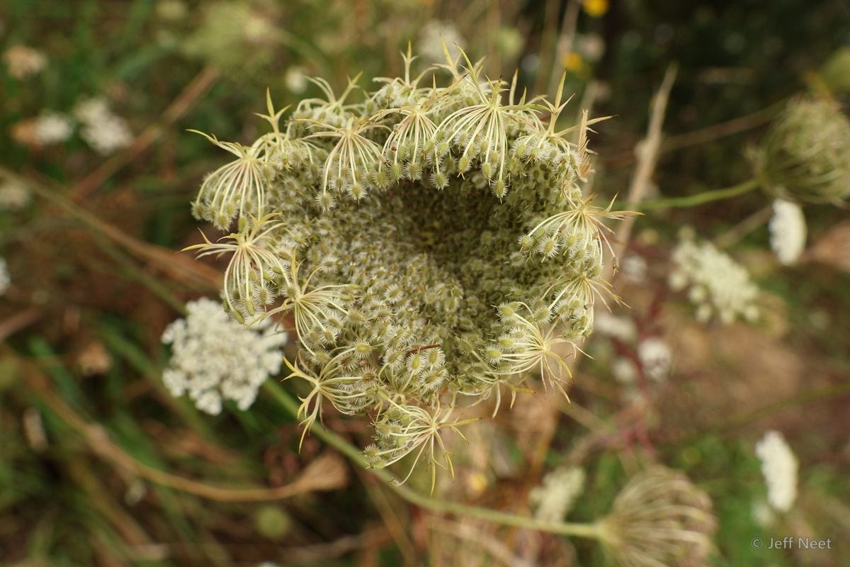 A pale green seed head of a wild plant with spiky bracts sits in a blur of dry grass and white flower clusters.
