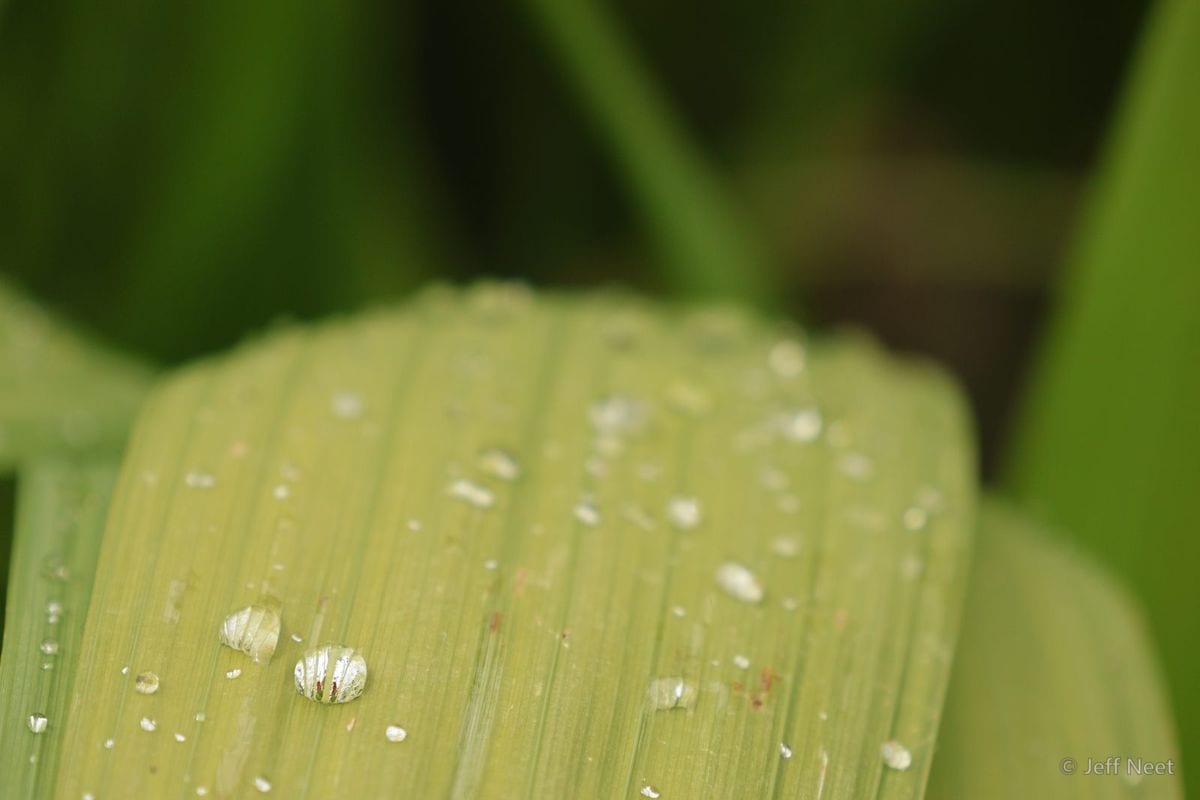Pale green leaf blade with rows of water droplets across its surface, against blurred green.