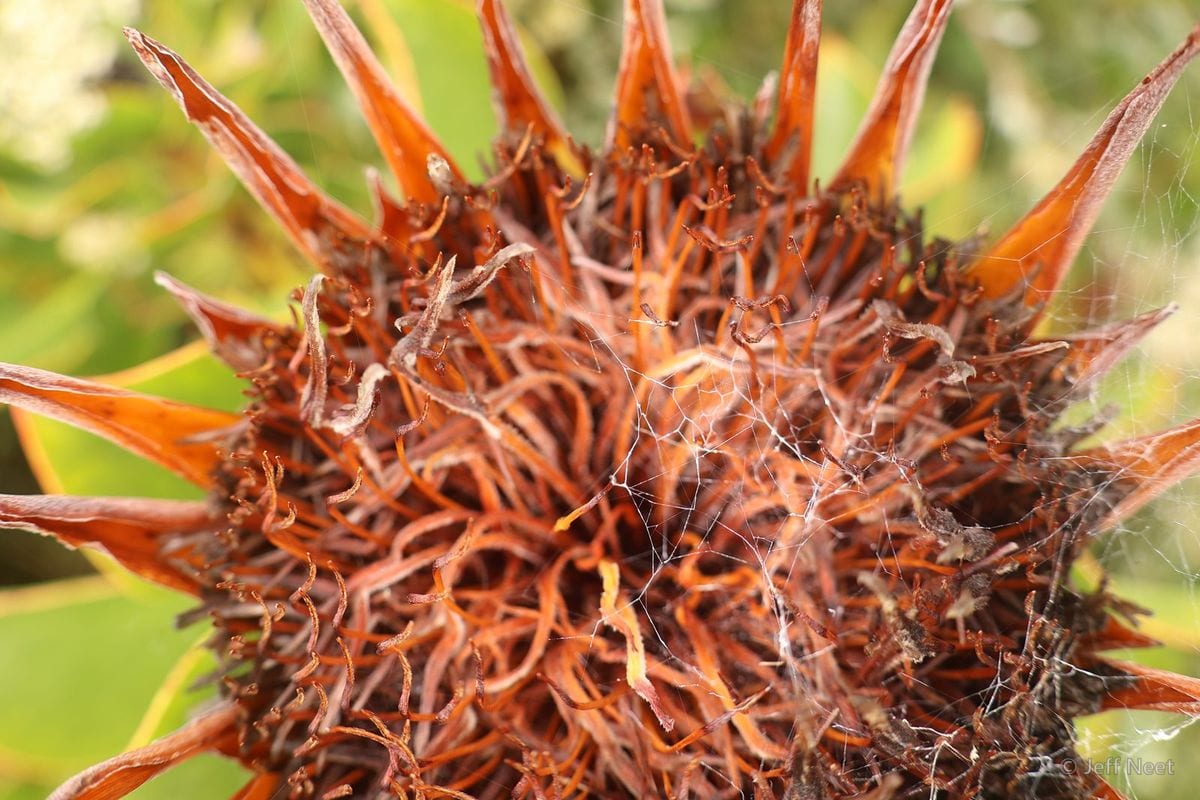 Spent orange-brown flower head with spiky bracts, covered in fine spider silk against green foliage.