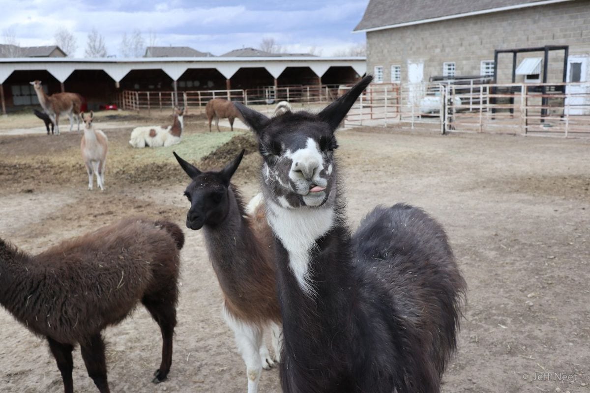 Three woolly animals stand on bare dirt in a yard, the dark one in front looking at the camera beside a stone barn.