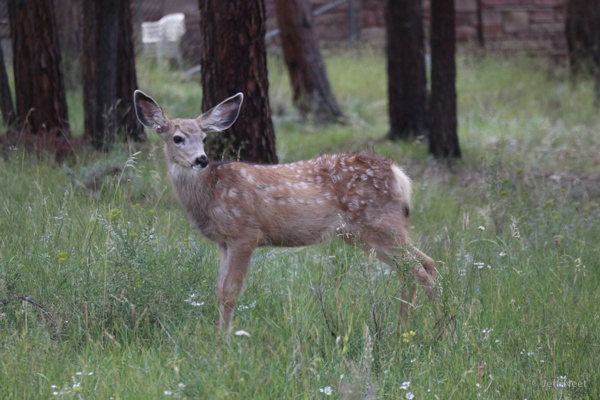 A spotted fawn stands in grass among pine trunks, head turned toward the camera, with a reddish wall behind.