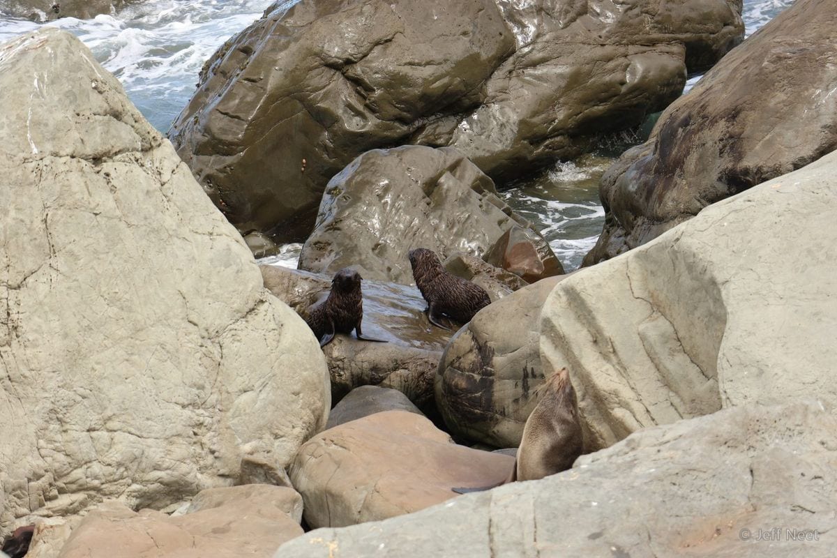A few small dark seals rest among wet grey rocks at the water's edge, some in shadow.