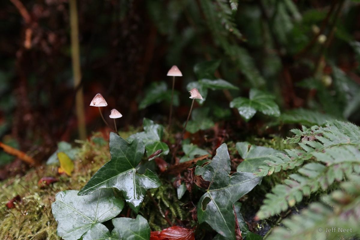 Small pink-capped mushrooms stand among dark green ivy leaves and fern fronds on mossy ground.