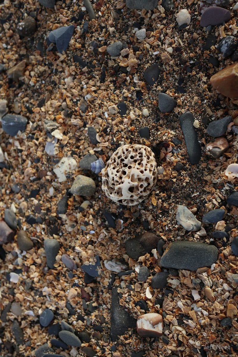 A small white perforated shell sits among grey pebbles and tan sand grains.