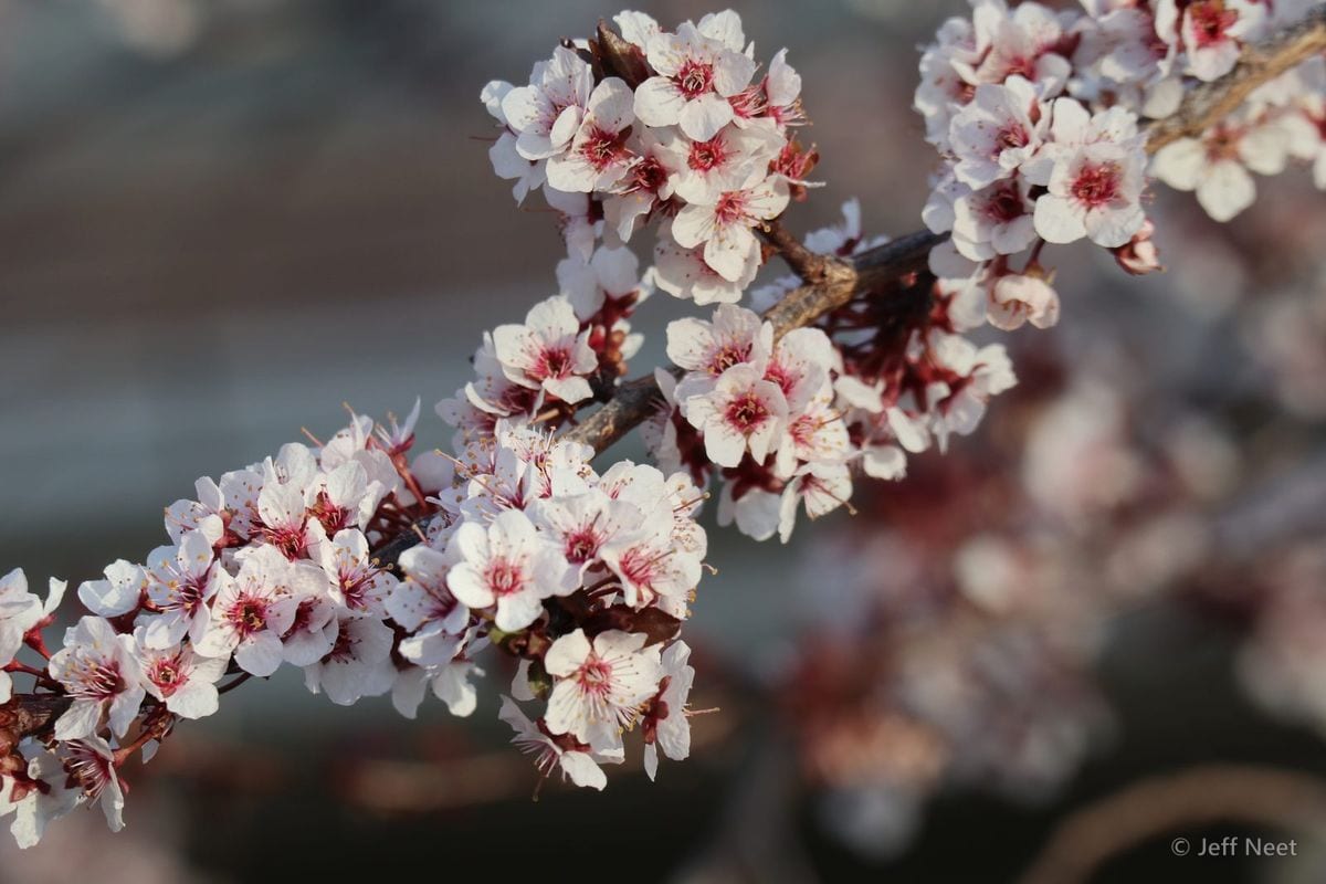 Pink and white blossoms on branches lit by low warm sun, with blurred branches behind.