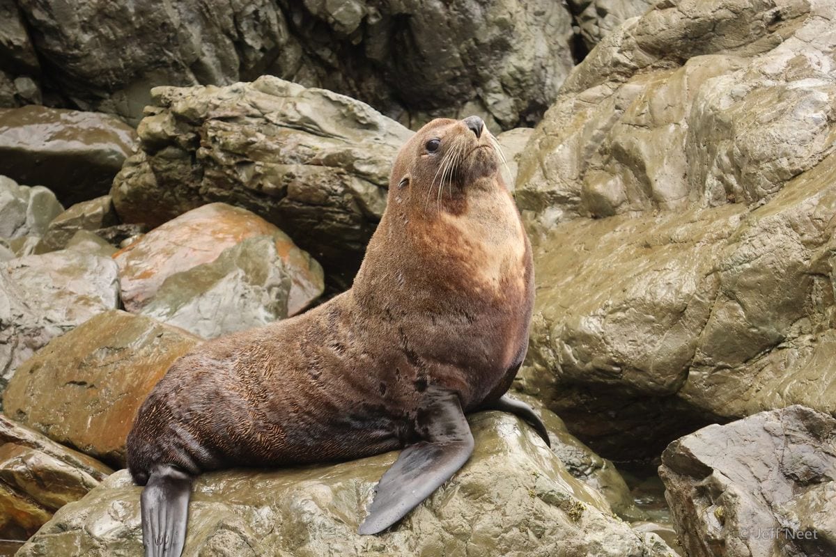 A seal raises its head high on a lichen-patched rock, with dark wet stones and an orange-brown rock beside it.