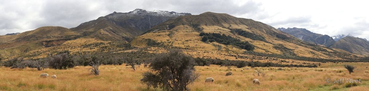 A wide panorama of golden tussock grass with scattered grazing animals beneath a dark, snow-dusted ridgeline.