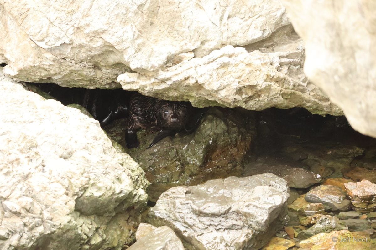 A seal lies half-hidden beneath a pale rock overhang, with dark wet stones and water beneath it.