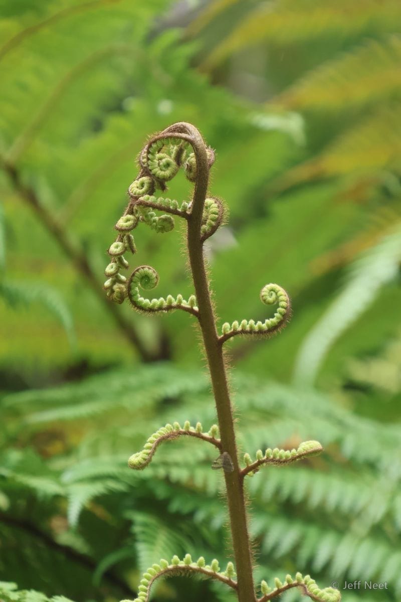 Bright green fern fronds curl at the tips on a slender brown stem, set against blurred green foliage.