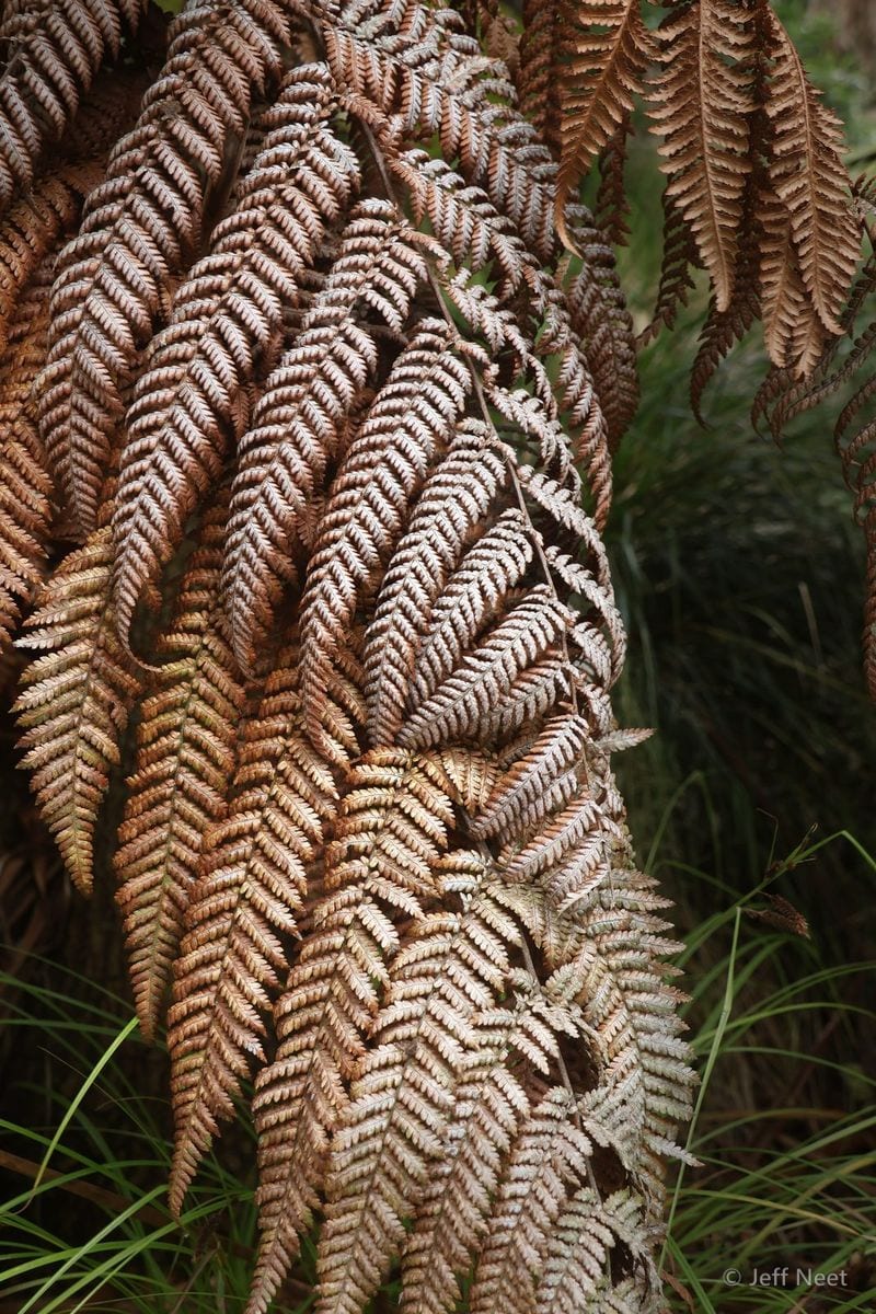 Dried brown fern fronds hang in tiered layers, their pale undersides showing against dark green grass.