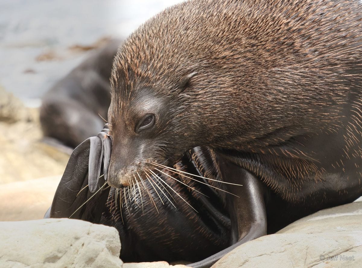 A seal scratches at its face with a raised flipper, its wet dark fur sharp in the close-up.