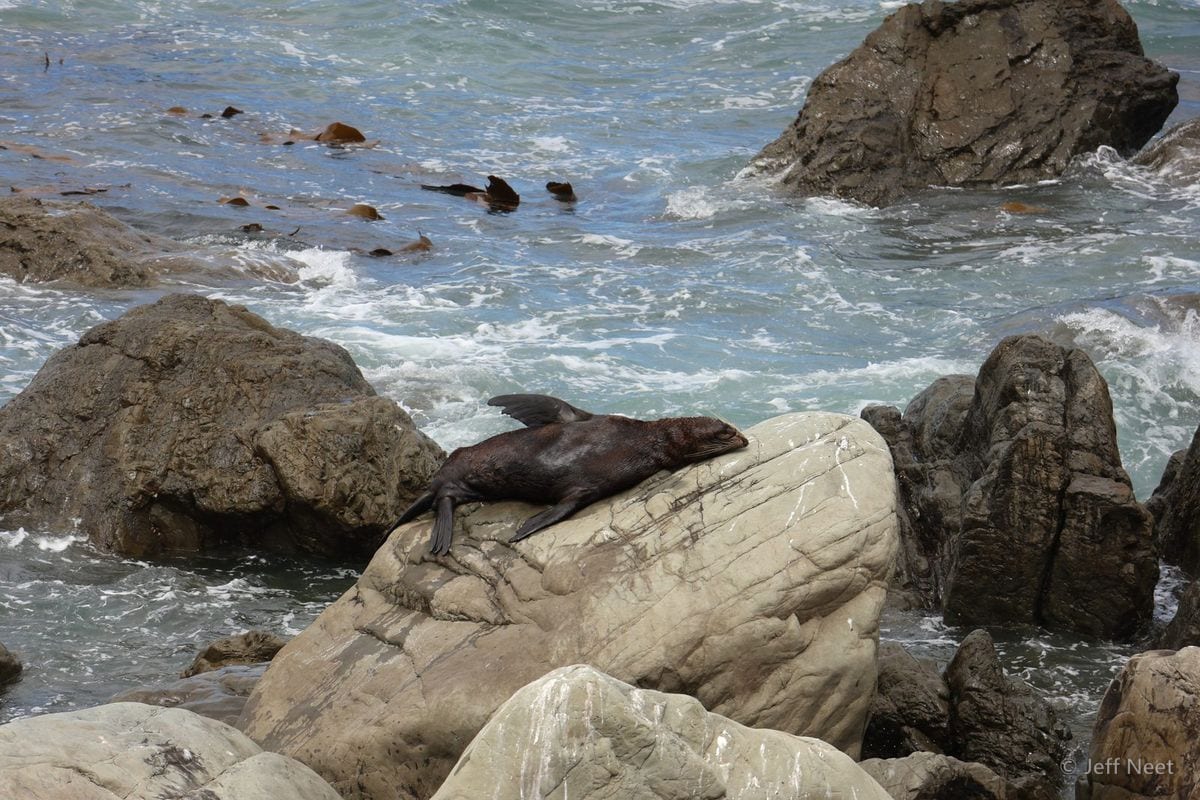 A seal lies stretched along a pale rock, with dark wet boulders and white surf behind it.