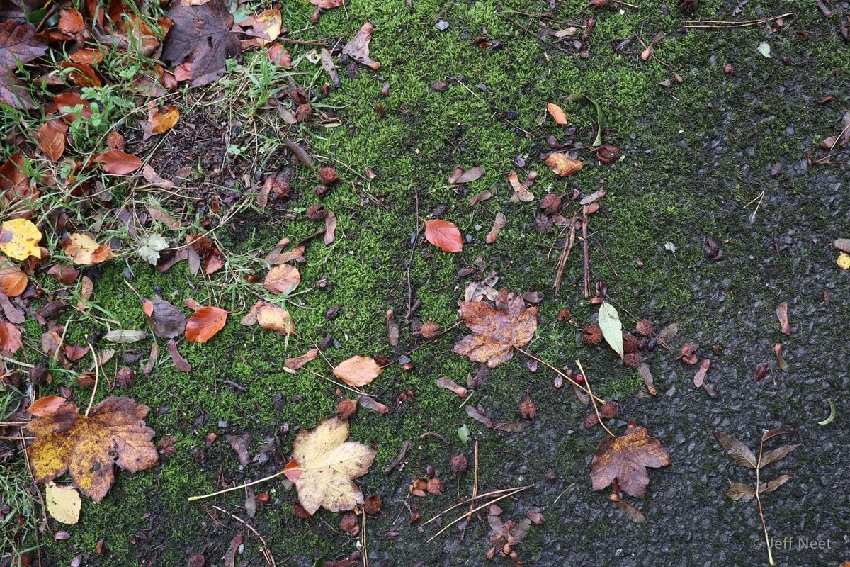 Wet green moss on dark tarmac is scattered with brown, orange and yellow fallen leaves.