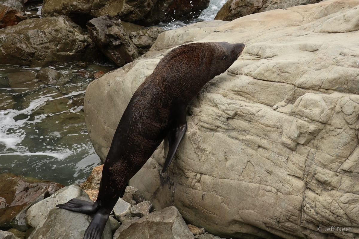 A seal stretches along a pale rock slope with its head raised toward the top edge of the frame.