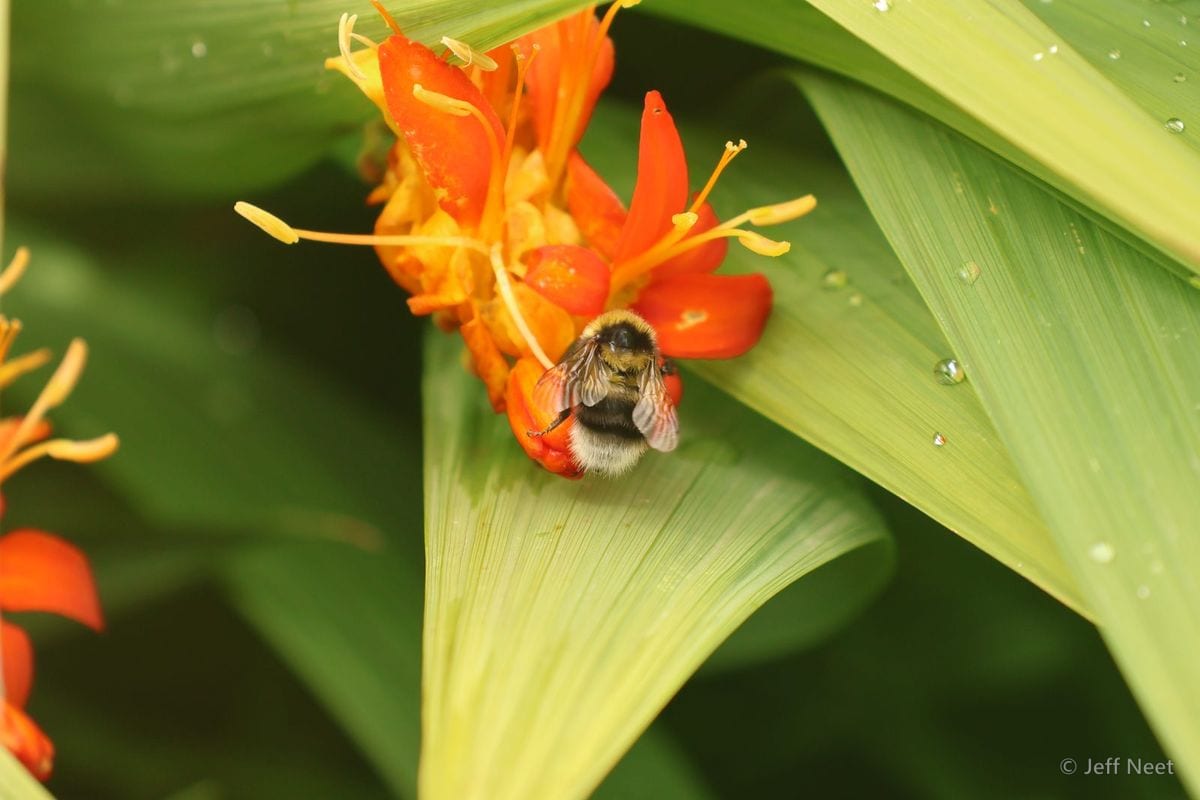 Bumblebee with yellow and black stripes feeds on orange tubular flowers above green leaves.