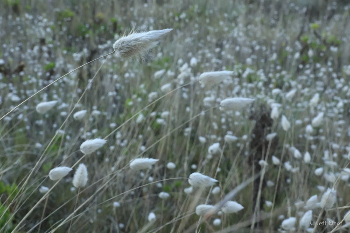 Soft white fluffy grass heads on thin stems stand among tall grass in a dim, blurred field.