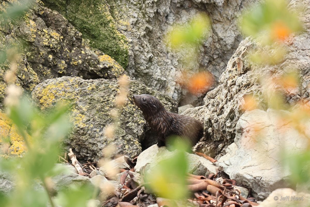 A dark seal sits among grey rocks, with blurred orange and green foliage in the foreground.