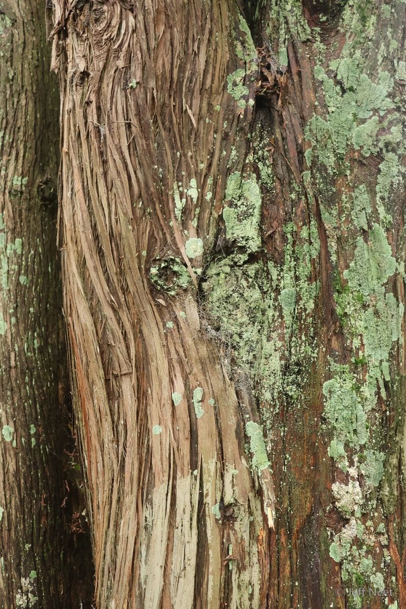 Pale green lichen patches cover the fibrous orange-brown bark of a tree trunk.