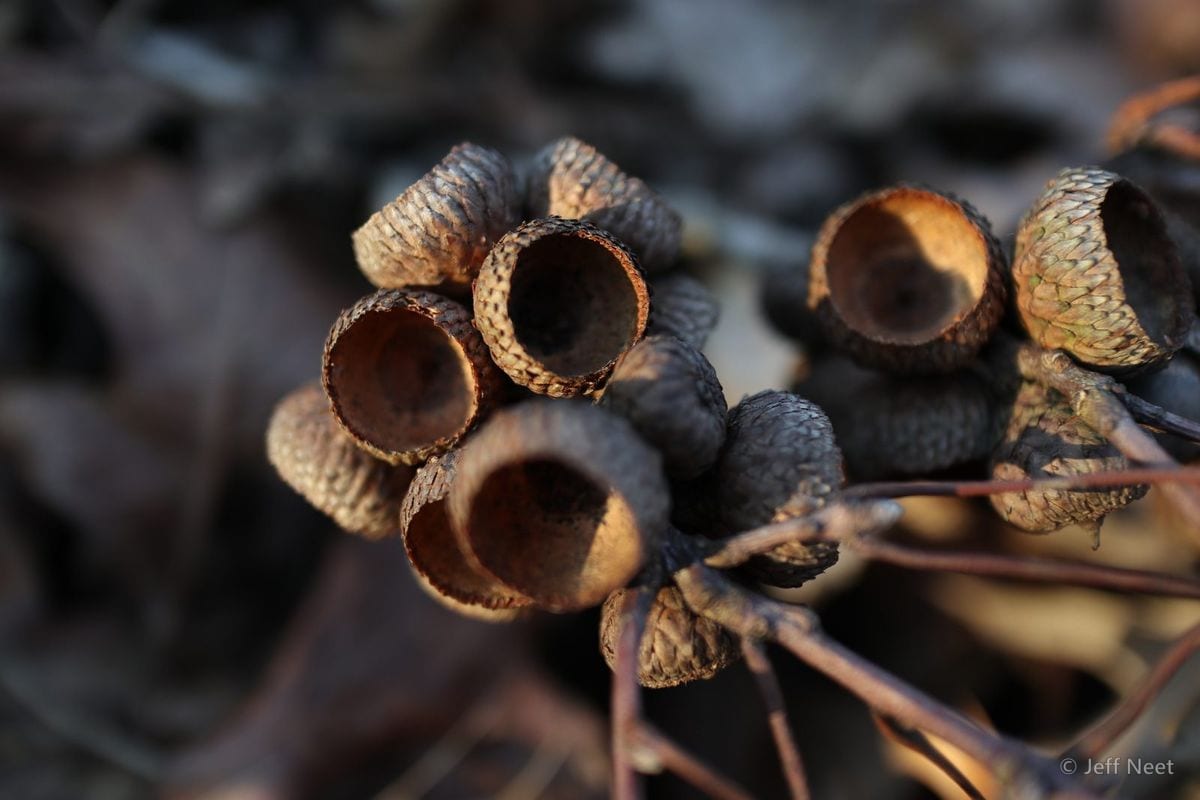 Cluster of empty brown seed cups on twigs against soft, blurred dark leaves.