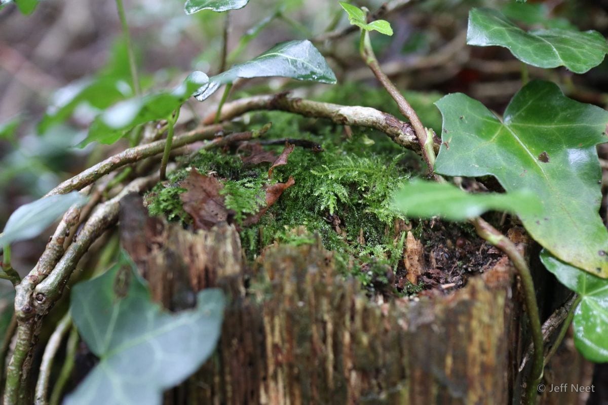 A moss-covered tree stump with green ivy leaves and trailing twigs around it in shaded greenery.